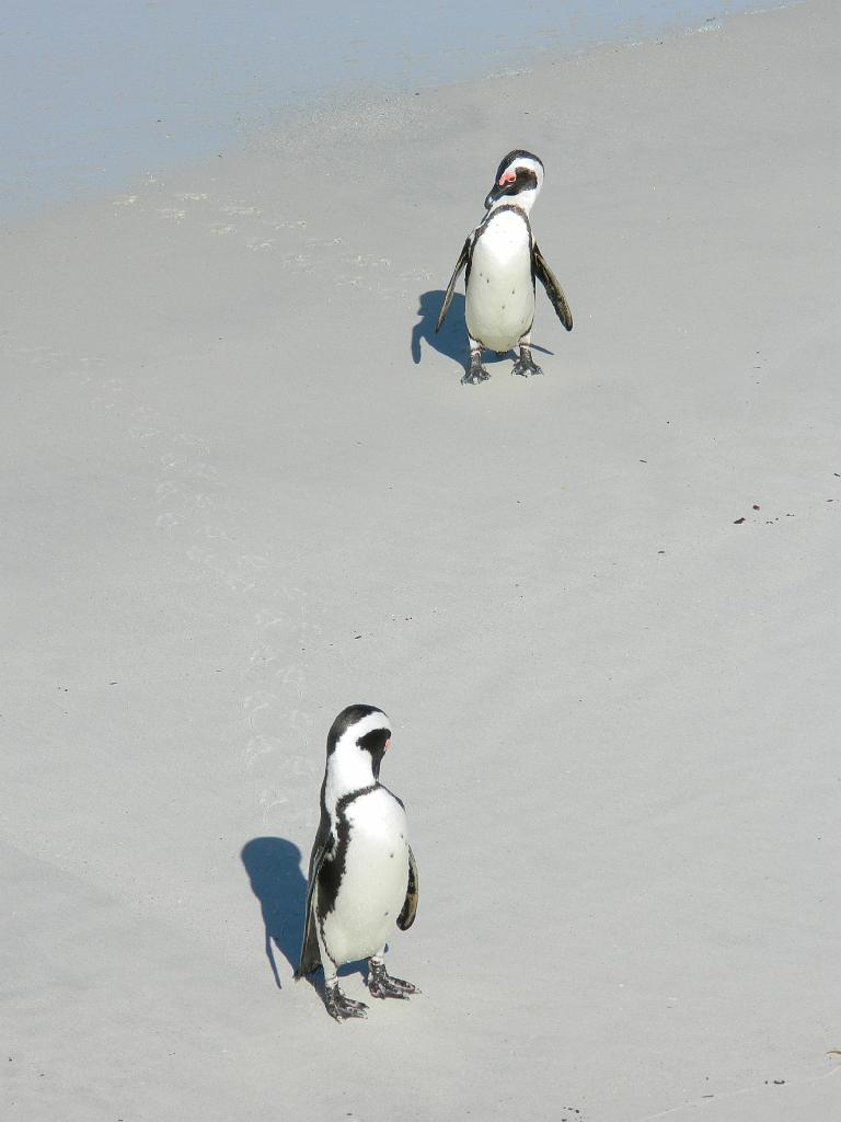 Suedafrika (535)